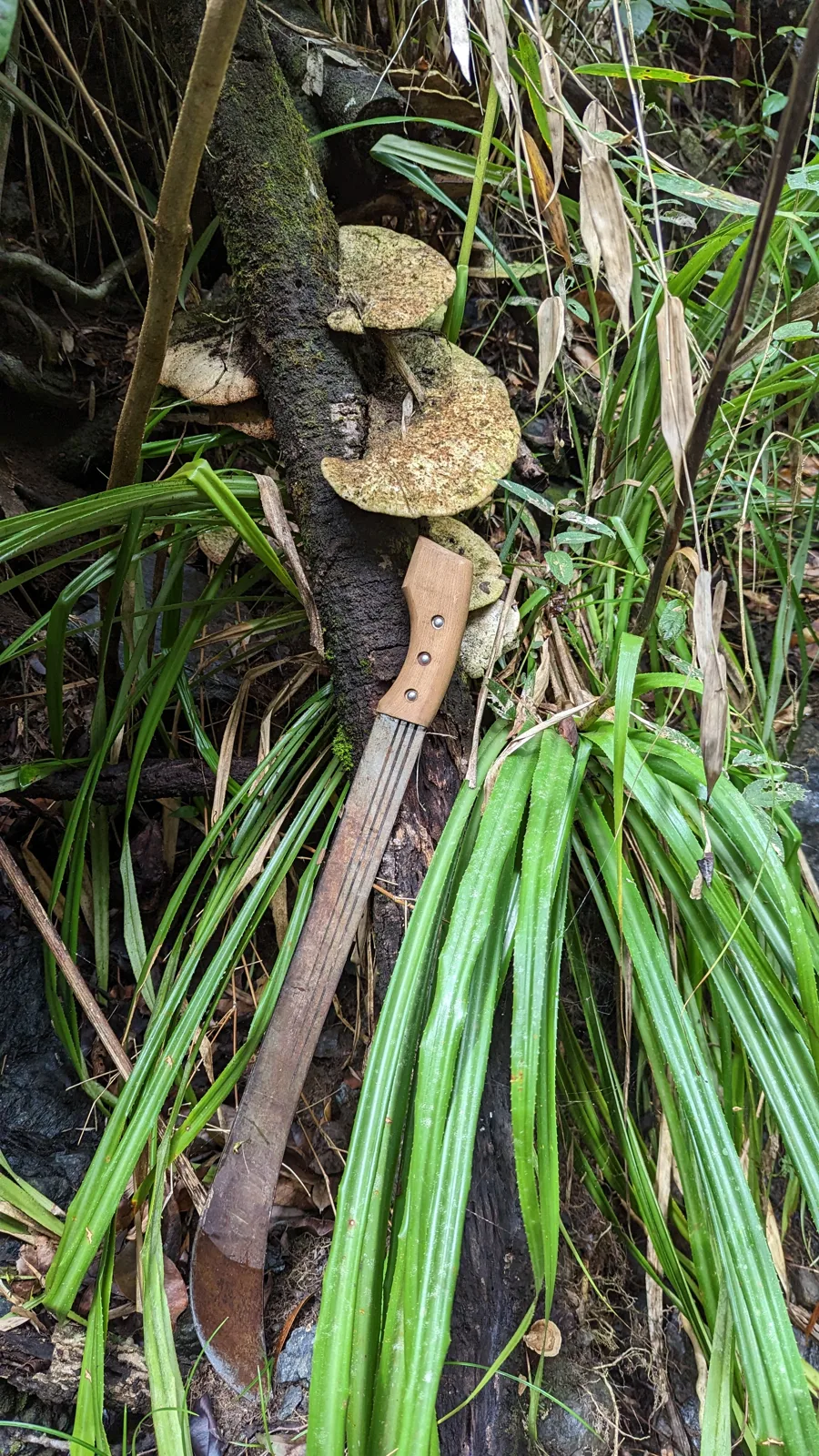 A machete leaning against a log with shelf fungi among tall green leaves
