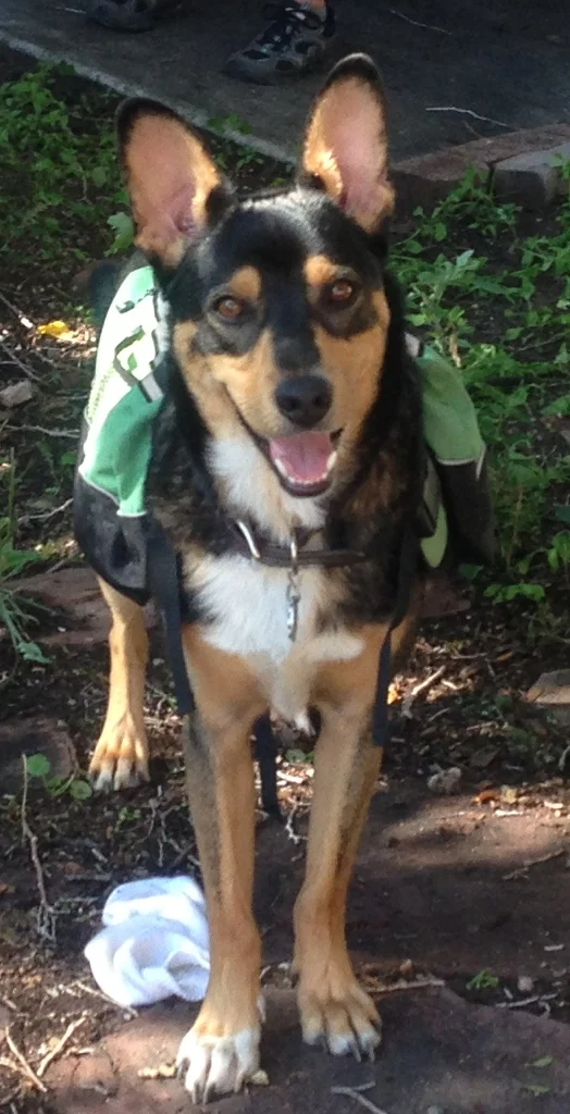Guinness, Abigail's German shepherd, wearing a green dog pack and looking up at the camera