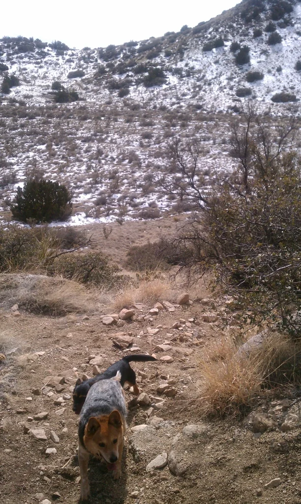 Jessie, Abigail's blue heeler, trotting up a rocky trail below a snow-dusted ridge