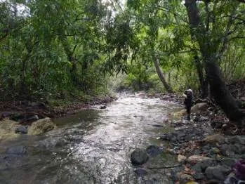 A shallow stream riffling over cobbles under dense forest canopy